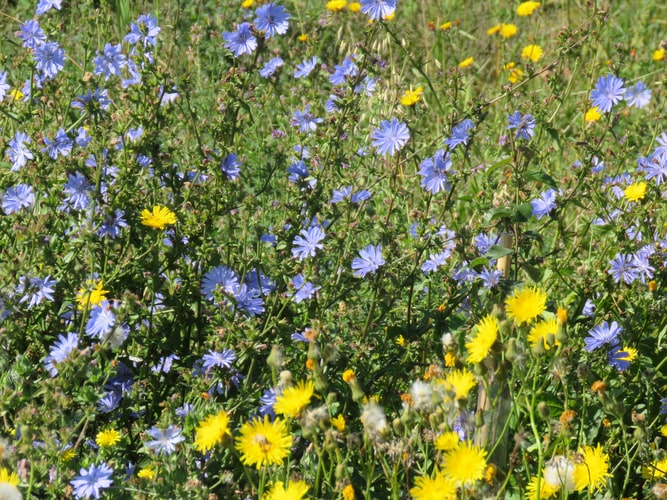 The Wave of the Wild Flowers