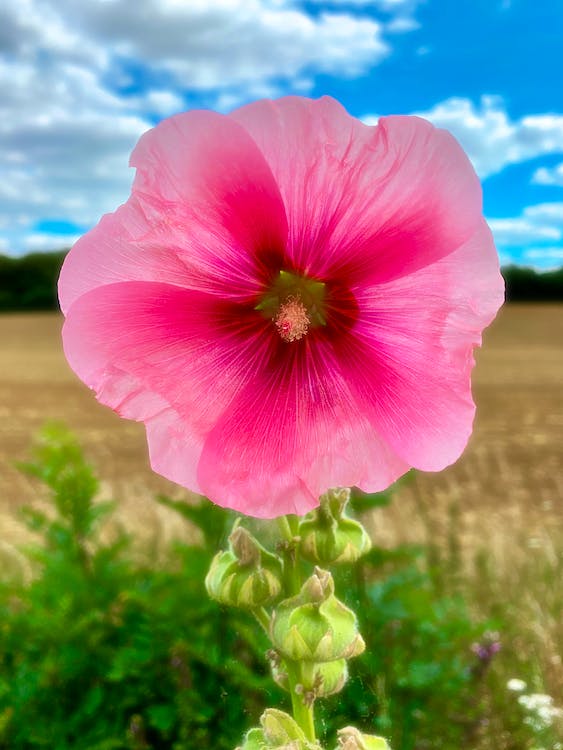 October Hollyhocks