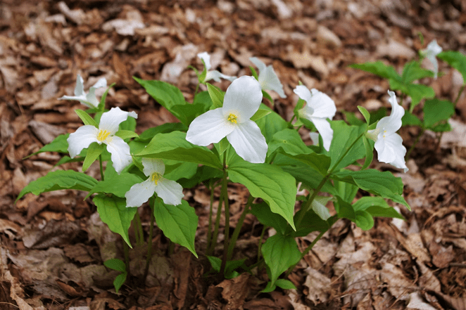 Tiny Trilliums